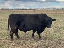 Lowline Angus Bulls - Photo 3