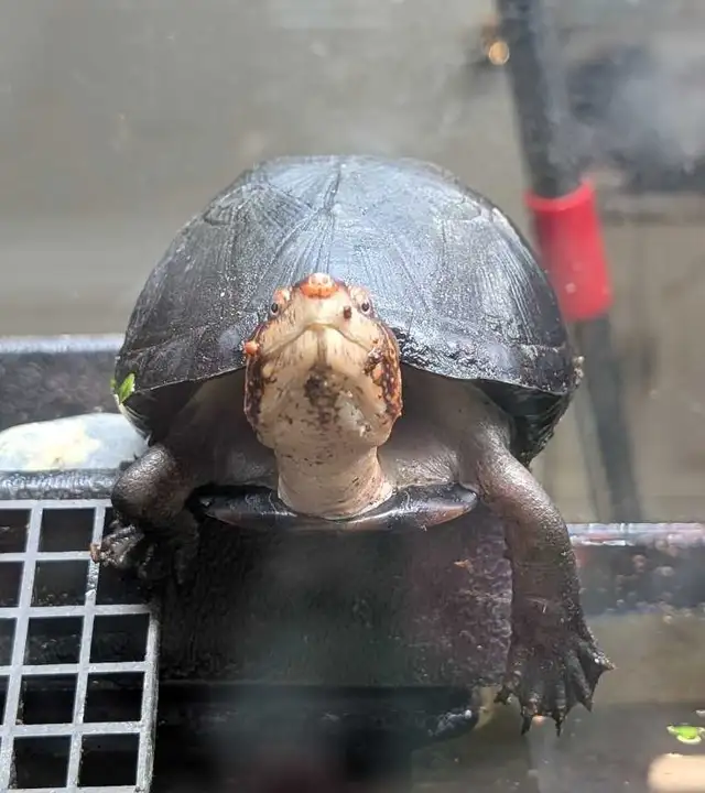 Sub-Adult Red Cheek Mud Turtle
