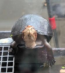 Sub-Adult Red Cheek Mud Turtle