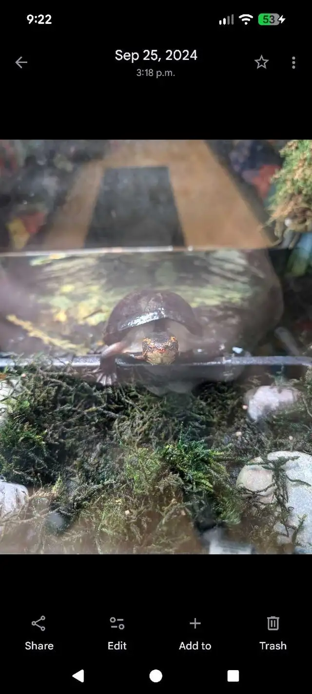 Sub-Adult Red Cheek Mud Turtle - Photo 2
