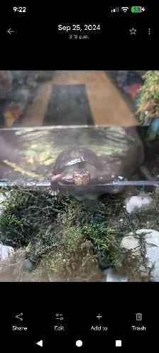 Sub-Adult Red Cheek Mud Turtle - Photo 2