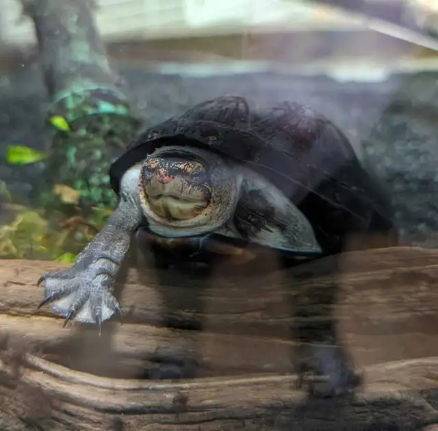 Sub-Adult Red Cheek Mud Turtle - Photo 3
