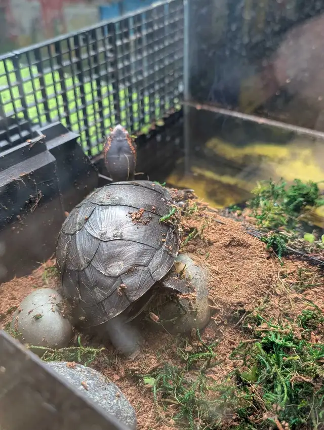 Sub-Adult Red Cheek Mud Turtle - Photo 4