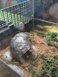 Sub-Adult Red Cheek Mud Turtle - Photo 4