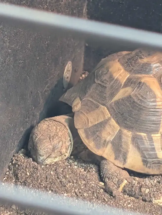 Sub-Adult Herman's Tortoise