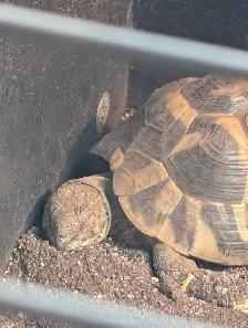Sub-Adult Herman's Tortoise