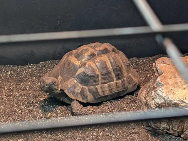 Sub-Adult Herman's Tortoise - Photo 2