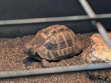 Sub-Adult Herman's Tortoise - Photo 2