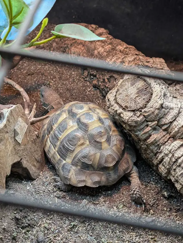 Sub-Adult Herman's Tortoise - Photo 3