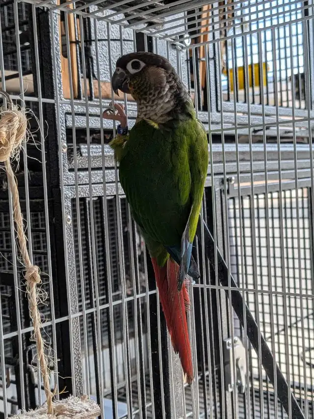 Yellow Sided Conure