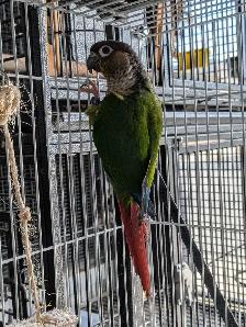 Yellow Sided Conure
