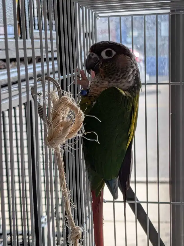 Yellow Sided Conure - Photo 2