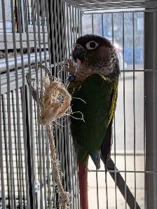Yellow Sided Conure - Photo 2
