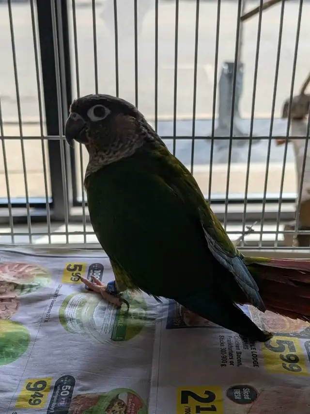 Yellow Sided Conure - Photo 3