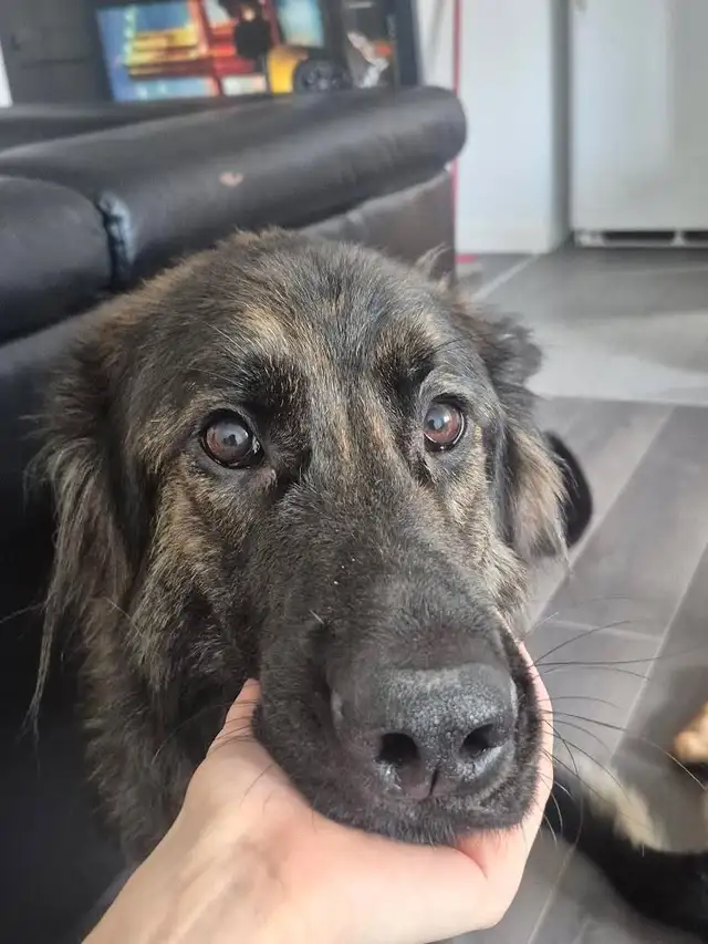 Recherche pension  a courte durée pour une chienne !!