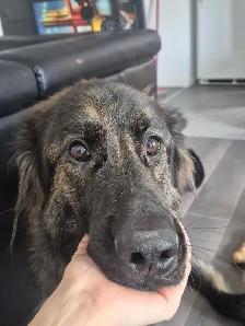 Recherche pension  a courte durée pour une chienne !!