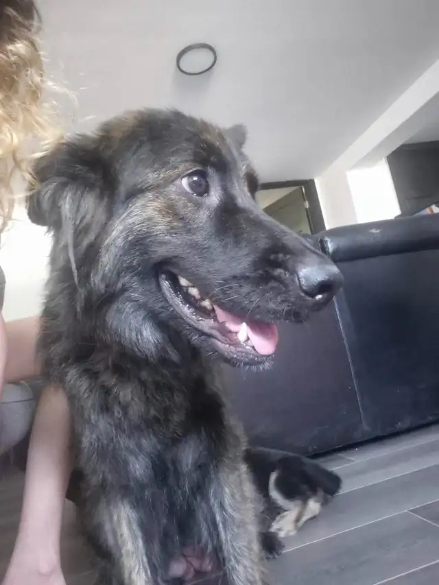 Recherche pension  a courte durée pour une chienne !! - Photo 2