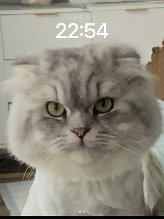 Scottish fold long hair