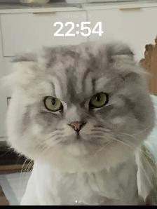 Scottish fold long hair