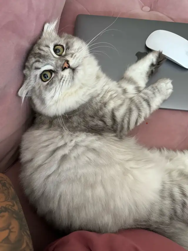 Scottish fold long hair - Photo 2