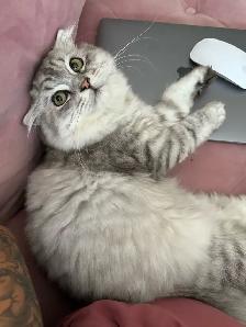 Scottish fold long hair - Photo 2