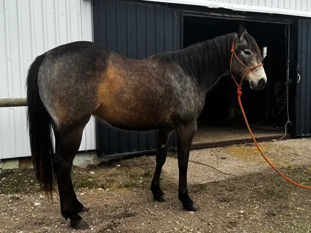 KQH Scarlets Lady-2023 AQHA Buckskin Filly