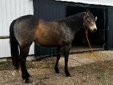 KQH Scarlets Lady-2023 AQHA Buckskin Filly