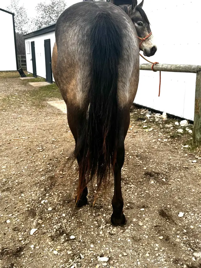 KQH Scarlets Lady-2023 AQHA Buckskin Filly - Photo 2