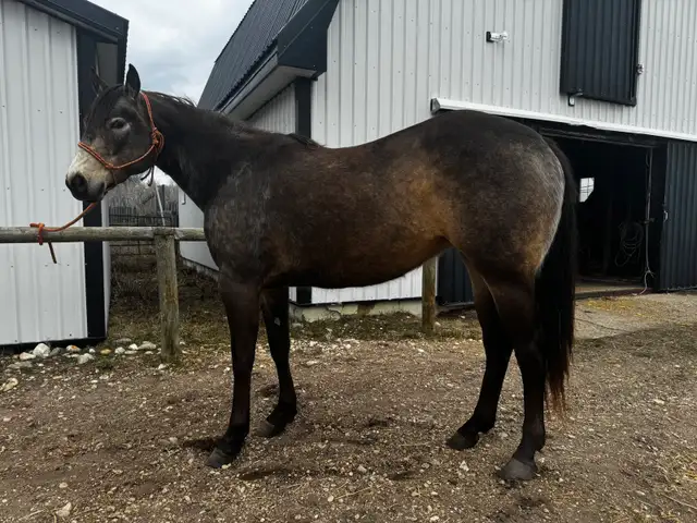 KQH Scarlets Lady-2023 AQHA Buckskin Filly - Photo 3