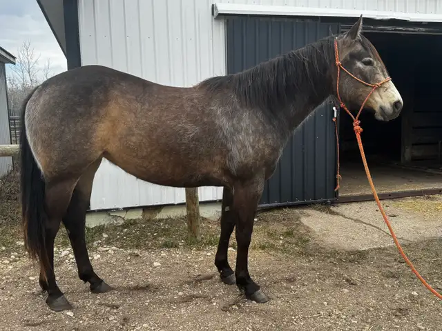 KQH Scarlets Lady-2023 AQHA Buckskin Filly - Photo 4