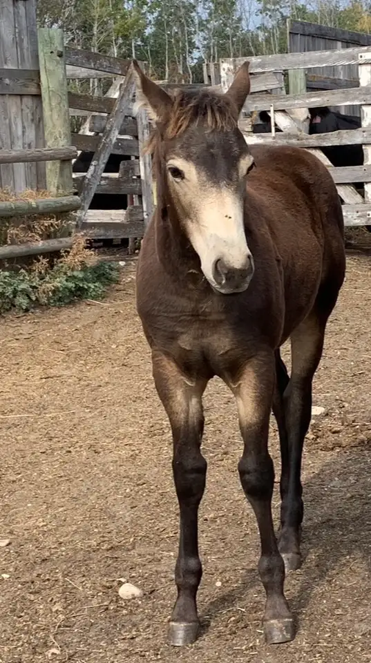 KQH Scarlets Lady-2023 AQHA Buckskin Filly - Photo 6