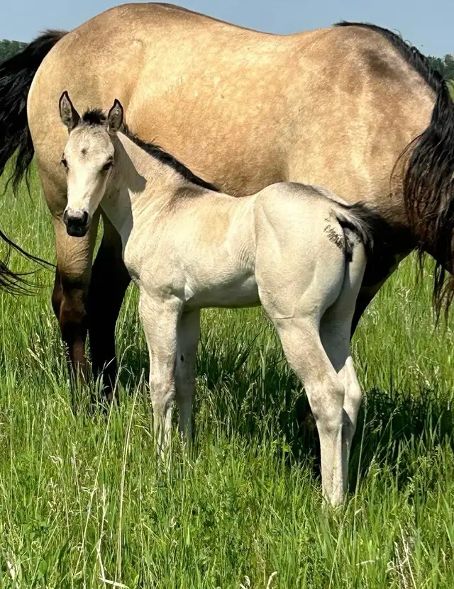 KQH Scarlets Lady-2023 AQHA Buckskin Filly - Photo 7