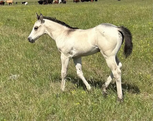 KQH Scarlets Lady-2023 AQHA Buckskin Filly - Photo 8