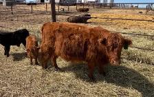 highland cross pair