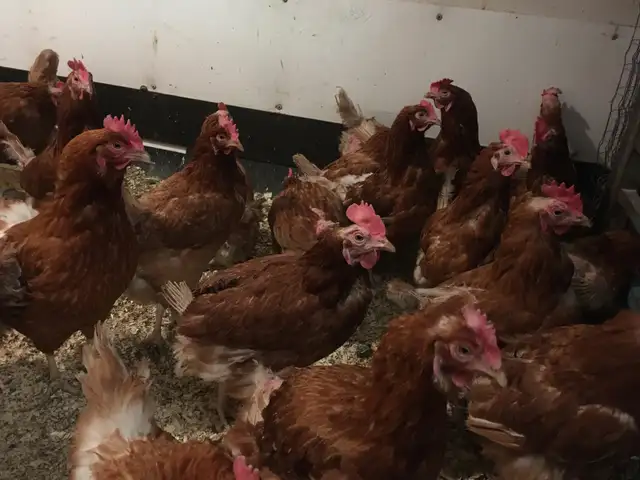 Cackleberry Laying Hens For Sale