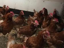 Cackleberry Laying Hens For Sale