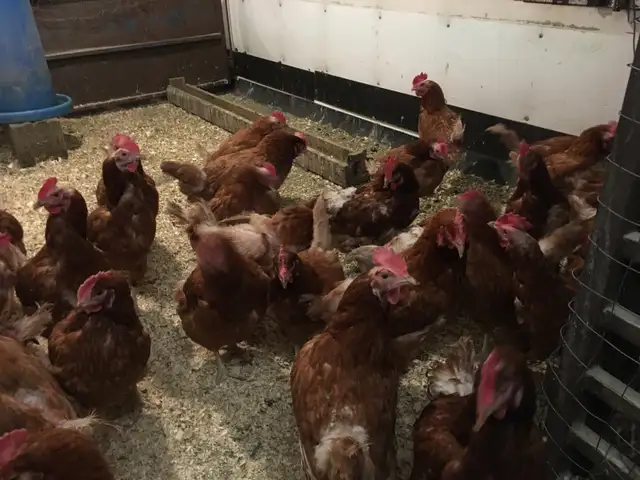 Cackleberry Laying Hens For Sale - Photo 2