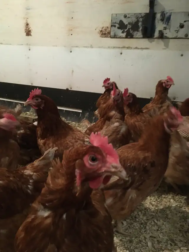 Cackleberry Laying Hens For Sale - Photo 3