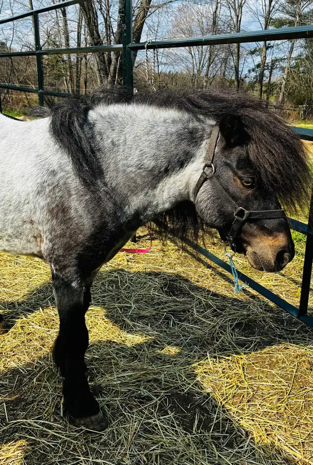 Mini approx 36" stallions. 13/15 years old.