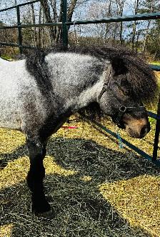 Mini approx 36" stallions. 13/15 years old.
