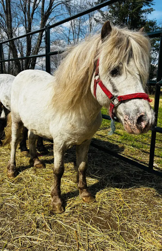Mini approx 36" stallions. 13/15 years old. - Photo 2