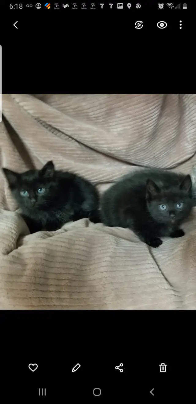 2 Black Kittens. $50 each - Photo 2