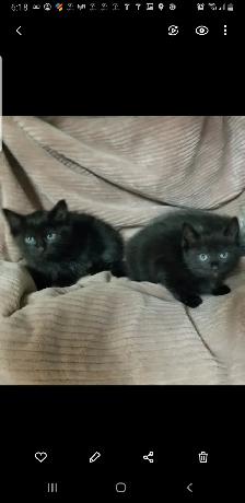2 Black Kittens. $50 each - Photo 2