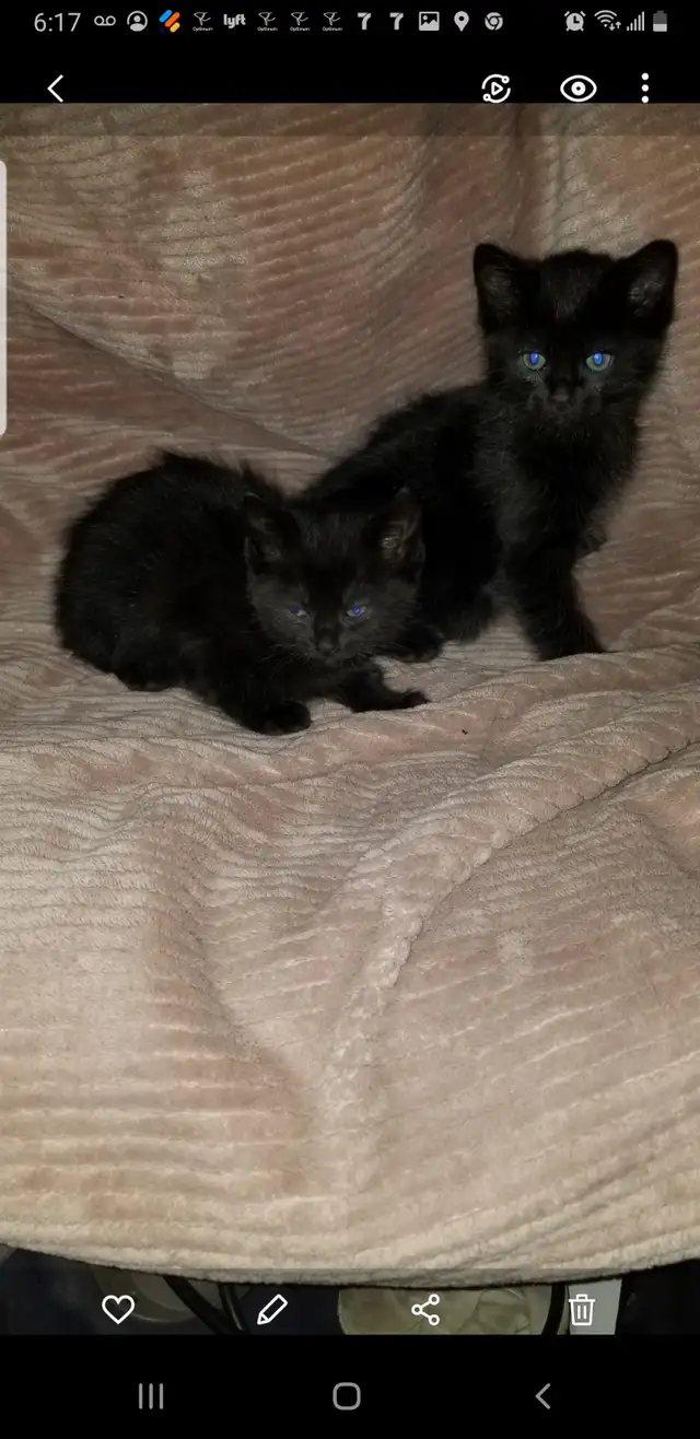 2 Black Kittens. $50 each - Photo 3