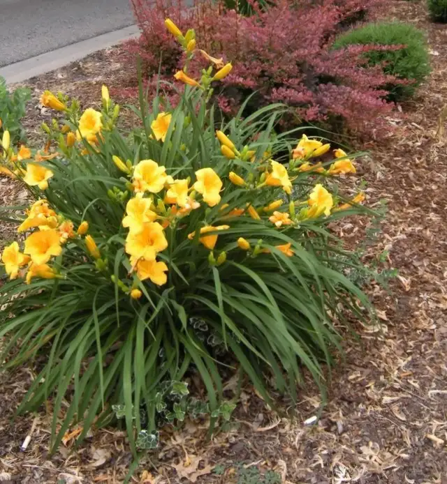 Daylily to give away