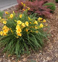 Daylily to give away