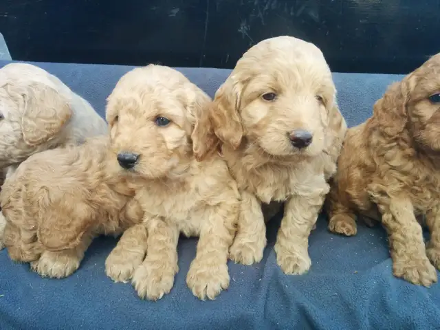 Mini Goldendoodle puppies - genetic testing and health guarantee