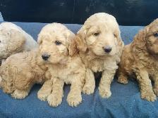 Mini Goldendoodle puppies - genetic testing and health guarantee