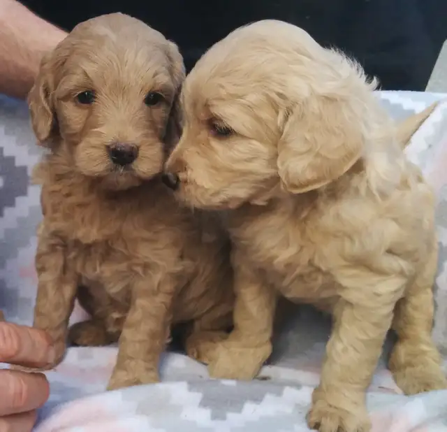 Mini Goldendoodle puppies - genetic testing and health guarantee - Photo 2