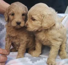 Mini Goldendoodle puppies - genetic testing and health guarantee - Photo 2